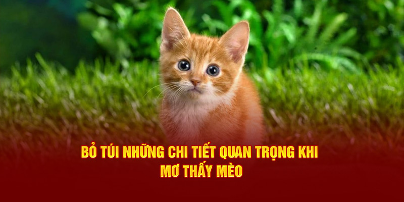 Bỏ túi những chi tiết quan trọng khi mơ thấy mèo