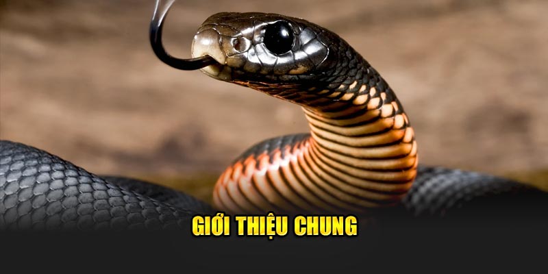 Giới thiệu chung về loài rắn