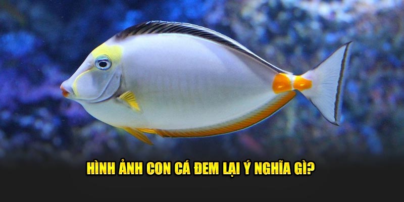 Hình ảnh con cá đem lại ý nghĩa gì?