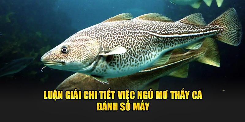 Luận giải chi tiết việc ngủ mơ thấy cá đánh số mấy