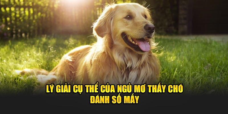 Lý giải cụ thể của ngủ mơ thấy chó đánh số mấy