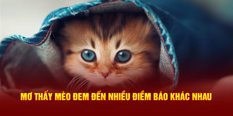 Mơ thấy mèo đem đến nhiều điềm báo khác nhau