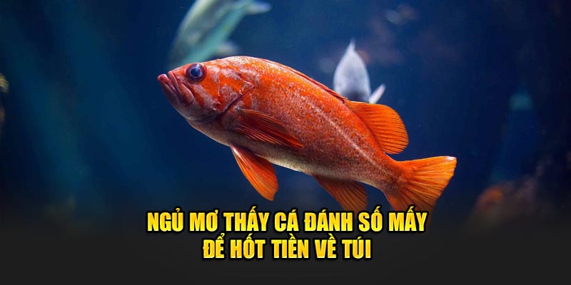 Ngủ mơ thấy cá đánh số mấy để phát tài?