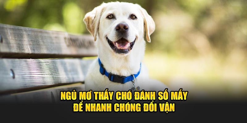 Ngủ mơ thấy chó đánh số mấy để nhanh chóng đổi vận