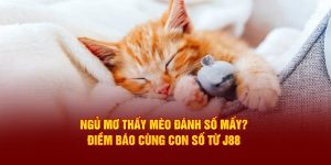 Ngủ Mơ Thấy Mèo Đánh Số Mấy