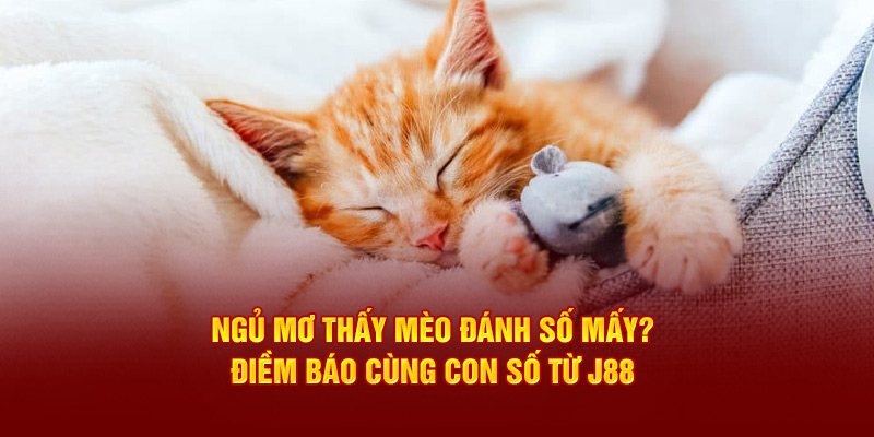 Ngủ Mơ Thấy Mèo Đánh Số Mấy