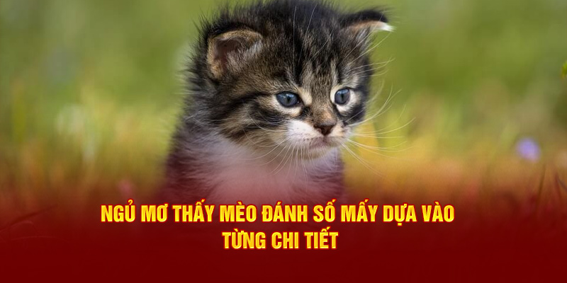 Ngủ mơ thấy mèo đánh số mấy dựa vào từng chi tiết