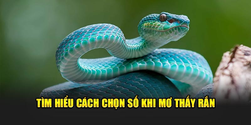 Tìm hiểu cách chọn số khi mơ thấy rắn