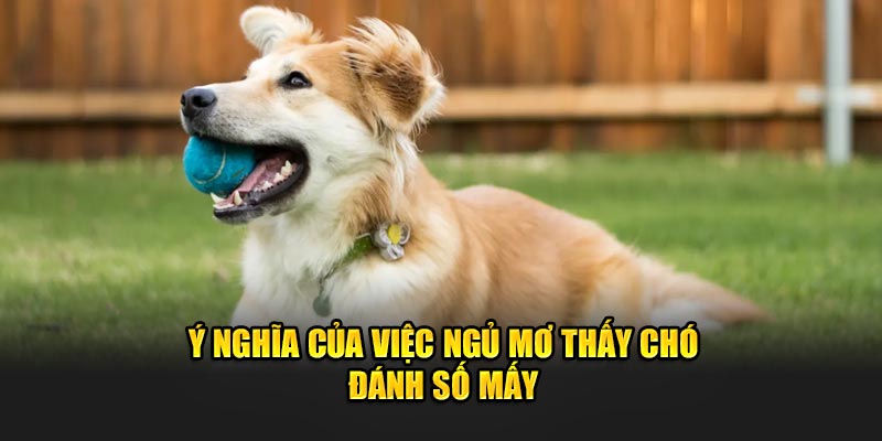 Ý nghĩa của việc ngủ mơ thấy chó đánh số mấy